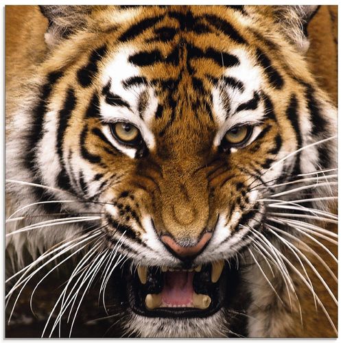 4062144137628 - Glasbild ARTLAND Tiger Kopf Bilder Gr B H 50 cm x 50 cm Glasbild Wildtiere quadratisch 1 St bunt Bild Glasbild Glasbilder Bilder in verschiedenen Größen