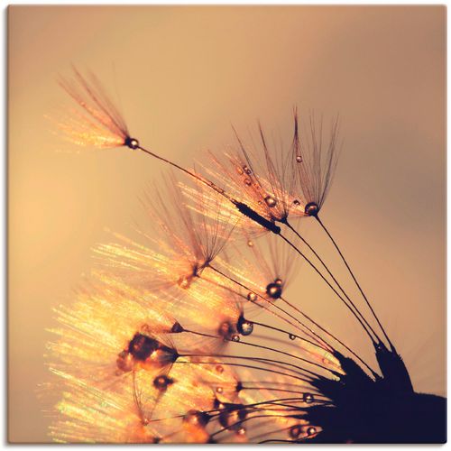4058661089175 - Wandbild ARTLAND Pusteblume Goldene Schirmchen Bilder Gr B H 70 cm x 70 cm Leinwandbild Blumen 1 St goldfarben Bild Kunstdruck Poster Bilder als Alubild Leinwandbild Wandaufkleber oder in versch Größen 4058661089175 - Wandbild ARTLAND Pusteblume Goldene Schirmchen Bilder Gr B H 70 cm x 70 cm Leinwandbild Blumen 1 St goldfarben Bild Kunstdruck Poster Bilder als Alubild Leinwandbild Wandaufkleber oder in versch Größen