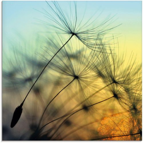 4062144102220 - Glasbild ARTLAND Goldener Sonnenuntergang und Pusteblumen Bilder Gr B H 20 cm x 20 cm Blumen 1 St gelb Glasbilder Bilder in verschiedenen Größen
