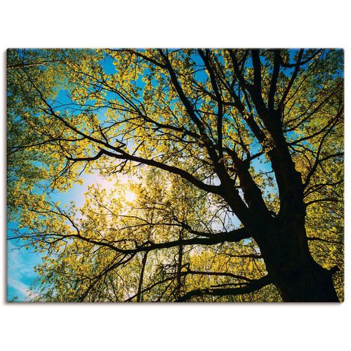 4057738315742 - Wandbild ARTLAND Frühlingssonne durch Baumkrone Bilder Gr B H 40 cm x 30 cm Leinwandbild Bäume Querformat 1 St grün Bild Poster Bilder als Alubild Leinwandbild Wandaufkleber oder in versch Größen 4057738315742 - Wandbild ARTLAND Frühlingssonne durch Baumkrone Bilder Gr B H 40 cm x 30 cm Leinwandbild Bäume Querformat 1 St grün Bild Poster Bilder als Alubild Leinwandbild Wandaufkleber oder in versch Größen