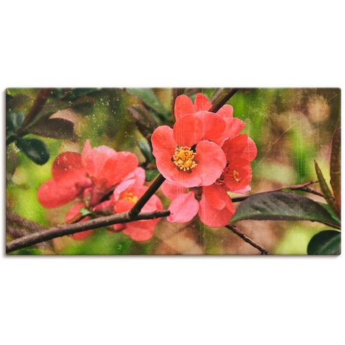 4057738472421 - Wandbild ARTLAND Quittenblüte I Bilder Gr B H 100 cm x 50 cm Leinwandbild Blumen 1 St pink Bild Kunstdruck Kunstdrucke Bilder als Alubild Leinwandbild Wandaufkleber oder Poster in versch Größen 4057738472421 - Wandbild ARTLAND Quittenblüte I Bilder Gr B H 100 cm x 50 cm Leinwandbild Blumen 1 St pink Bild Kunstdruck Kunstdrucke Bilder als Alubild Leinwandbild Wandaufkleber oder Poster in versch Größen