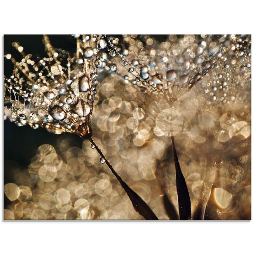 4055327234436 - Glasbild ARTLAND Pusteblume Goldschimmer Bilder Gr B H 60 cm x 45 cm Glasbild Blumen Querformat 1 St goldfarben Bild Glasbild Glasbilder Bilder in verschiedenen Größen 4055327234436 - Glasbild ARTLAND Pusteblume Goldschimmer Bilder Gr B H 60 cm x 45 cm Glasbild Blumen Querformat 1 St goldfarben Bild Glasbild Glasbilder Bilder in verschiedenen Größen
