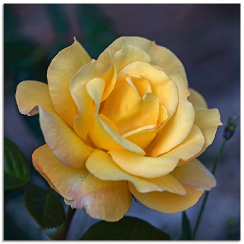 4062144097847 - Glasbild ARTLAND Gelbe Rose Bilder Gr B H 50 cm x 50 cm Glasbild Blumen quadratisch 1 St gelb Bild Glasbild Glasbilder Bilder in verschiedenen Größen