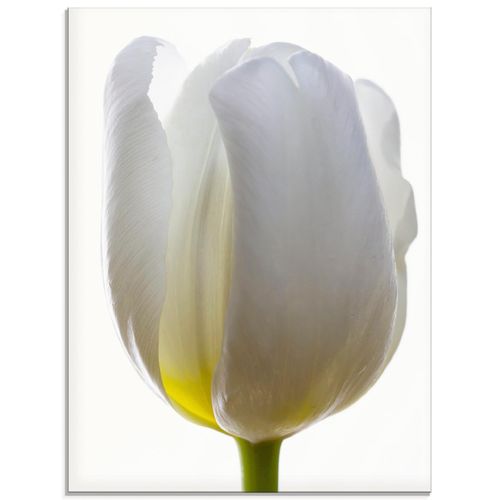 4059745199445 - Glasbild ARTLAND Weiße Tulpe Bilder Gr B H 45 cm x 60 cm Glasbild Blumen Hochformat 1 St weiß Bild Glasbild Glasbilder Bilder in verschiedenen Größen