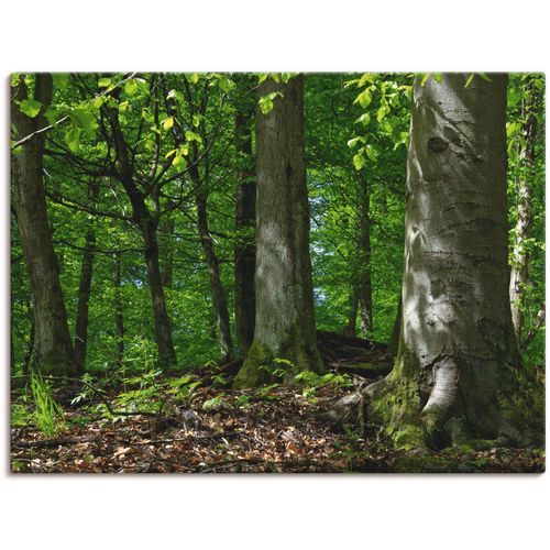 4055327858687 - Wandbild ARTLAND Frühling im Buchenwald Bilder Gr B H 80 cm x 60 cm Leinwandbild Wald 1 St grün Bild Kunstdruck Kunstdrucke Bilder als Leinwandbild Wandaufkleber oder Poster in versch Größen 4055327858687 - Wandbild ARTLAND Frühling im Buchenwald Bilder Gr B H 80 cm x 60 cm Leinwandbild Wald 1 St grün Bild Kunstdruck Kunstdrucke Bilder als Leinwandbild Wandaufkleber oder Poster in versch Größen