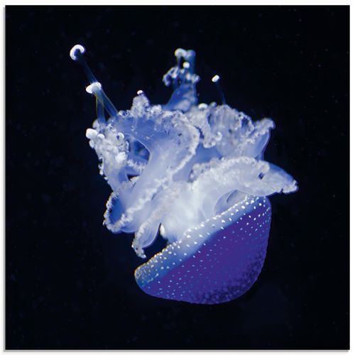 4059745287821 - Glasbild ARTLAND Qualle Aquarium Zoo Bilder Gr B H 50 cm x 50 cm Glasbild Wassertiere quadratisch 1 St blau Bild Glasbild Glasbilder Bilder in verschiedenen Größen