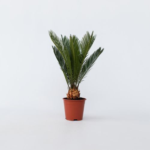 7440833775714 - Plant in a Box - Sagopalmfarn - Cycas revoluta - Höhe 45-60cm - Topf 15cm