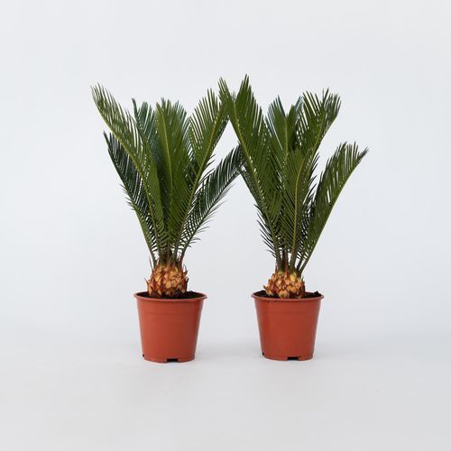 7428471426533 - Plant in a Box - Sagopalmfarn - 2 Stk - Cycas revoluta - Höhe 45-60cm - Topf 15cm