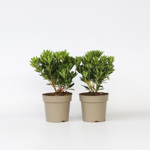7442924136138 - Plant in a Box - Schattenglöckchen - 2 Stk - Pieris Forest Flame - Höhe 25-40cm - Topf 17cm