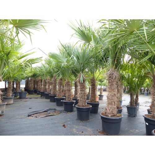 4251740124853 - 2 Stück Trachycarpus fortunei 70 - 100 cm Stamm 210 - 250 cm Hanfpalme winterharte Palme bis -18°C 4251740124853 - 2 Stück Trachycarpus fortunei 70 - 100 cm Stamm 210 - 250 cm Hanfpalme winterharte Palme bis -18°C