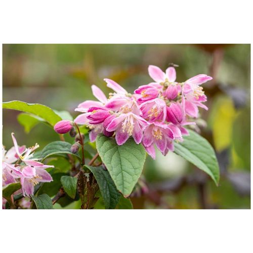 4063654237839 - Deutzia magnifica Tourbillon Rouge Maiblumenstrauch rosa 80–100 cm