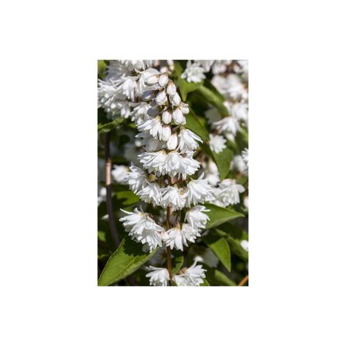 4063654238195 - Deutzia magnifica Maiblumenstrauch weiß 60–80 cm