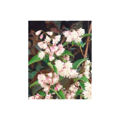 4063654243267 - Deutzia scabra Codsall Pink Maiblumenstrauch rosa 40–60 cm 4063654243267 - Deutzia scabra Codsall Pink Maiblumenstrauch rosa 40–60 cm