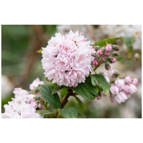 4063654255215 - Deutzia hybrida Pink Pom-Pom Maiblumenstrauch rosa 40–60 cm
