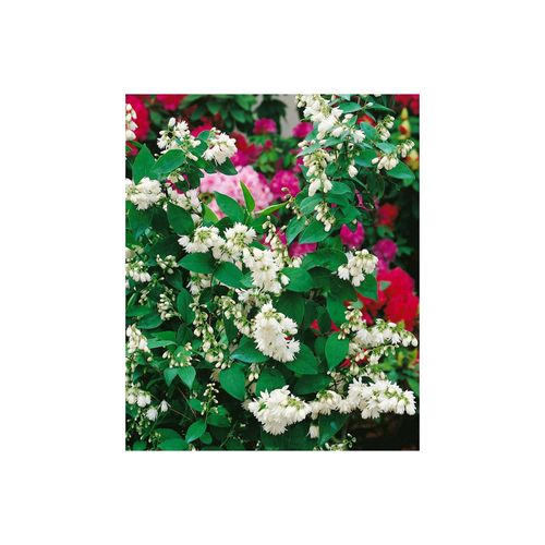 4063654025559 - Deutzia scabra Pride of Rochester Maiblumenstrauch weiß 40–60 cm