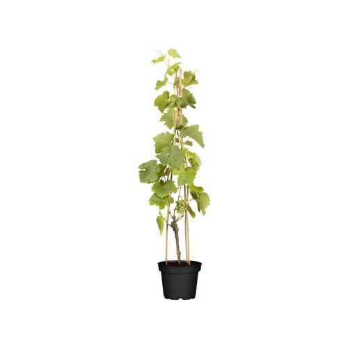 4063654236498 - Vitis vinifera Lakemont Weinrebe kernlos 80–100 cm 4063654236498 - Vitis vinifera Lakemont Weinrebe kernlos 80–100 cm