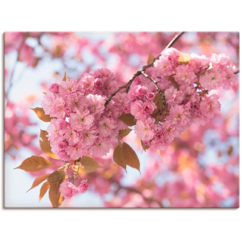 4055327839525 - Wandbild ARTLAND Japanische Kirschblüte in Love I Bilder Gr B H 80 cm x 60 cm Leinwandbild Blumen 1 St pink Bild Kunstdruck Leinwandbild Kunstdrucke Bilder als Leinwandbild Wandaufkleber oder Poster in versch Größen