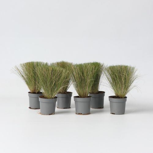 7428474977247 - Plant in a Box - Federgras - 6 Stk - Stipa tenuifolia Pony Tails - Höhe 20-30cm - Topf 9cm 7428474977247 - Plant in a Box - Federgras - 6 Stk - Stipa tenuifolia Pony Tails - Höhe 20-30cm - Topf 9cm