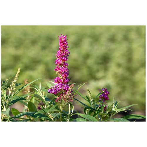 4063654002253 - Buddleja davidii Butterfly Tower Schmetterlingsflieder 40–60 cm 4063654002253 - Buddleja davidii Butterfly Tower Schmetterlingsflieder 40–60 cm