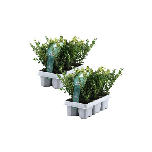 6097242353364 - Plant in a Box - Japanische Stechpalme - 12 Stk - Ilex crenata Jenny - Höhe 10-20cm - Topf 9cm 6097242353364 - Plant in a Box - Japanische Stechpalme - 12 Stk - Ilex crenata Jenny - Höhe 10-20cm - Topf 9cm