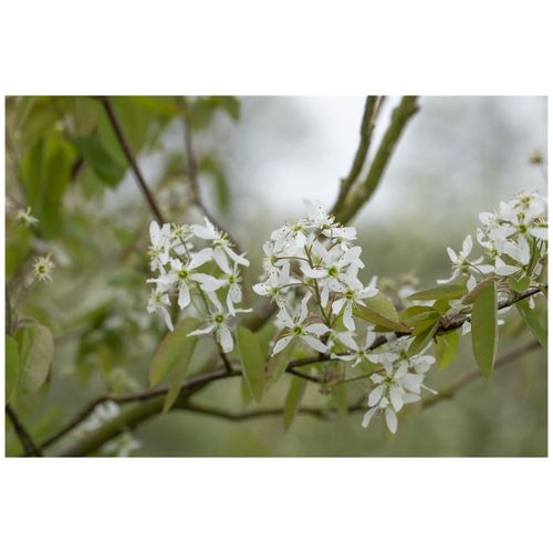 4063654255130 - Amelanchier laevis Kupfer-Felsenbirne 60–100 cm