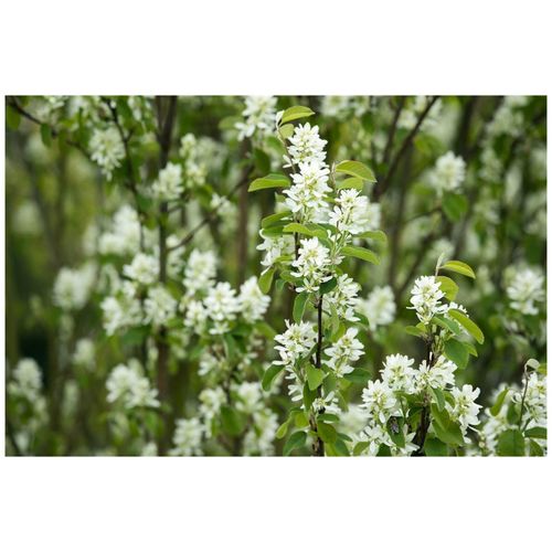 4063654254843 - Amelanchier alnifolia Northline Felsenbirne 40–60 cm essbare Früchte