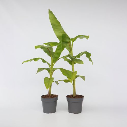 6097233943901 - Plant in a Box - Bananenpflanze - 2 Stk - Musa basjoo - Höhe 55-70cm - Topf 21cm 6097233943901 - Plant in a Box - Bananenpflanze - 2 Stk - Musa basjoo - Höhe 55-70cm - Topf 21cm