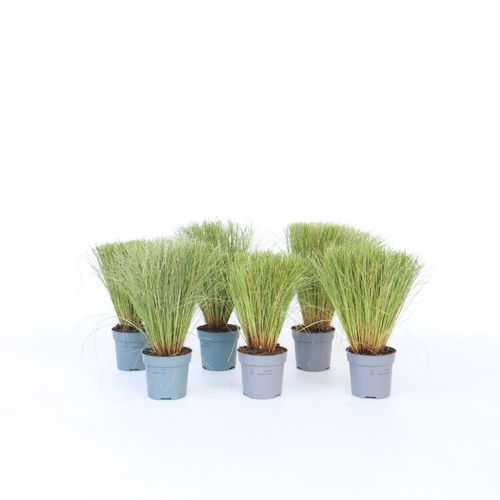 7428478317391 - Plant in a Box - Neuseeland-Segge - 6 Stk - Carex Amazon Mist - Höhe 15-25cm - Topf 11cm 7428478317391 - Plant in a Box - Neuseeland-Segge - 6 Stk - Carex Amazon Mist - Höhe 15-25cm - Topf 11cm