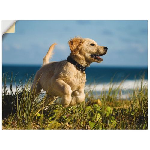 4057738285694 - Wandbild ARTLAND Hundebaby springt am Strand Bilder Gr B H 40 cm x 30 cm Wandaufkleber - Vinyl Haustiere Querformat 1 St beige (naturfarben) Bild Metallbild Metallbilder Bilder als Alubild Leinwandbild Wandaufkleber oder Poster in versch Größen