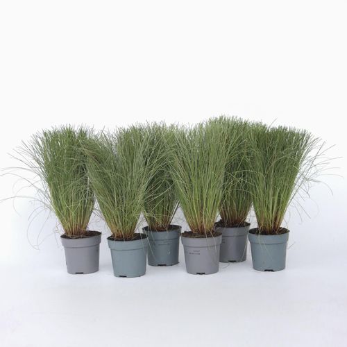 7428476601041 - Plant in a Box - Federgras - 9 Stk - Stipa tenuifolia Pony Tails - Höhe 20-30cm - Topf 9cm 7428476601041 - Plant in a Box - Federgras - 9 Stk - Stipa tenuifolia Pony Tails - Höhe 20-30cm - Topf 9cm