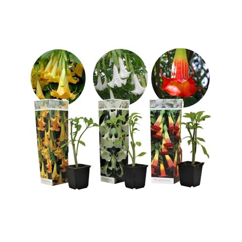 7442924148117 - Plant in a Box - Engelstrompete - 3 Stk - Brugmansia - Höhe 25-40cm - Topf 9cm 7442924148117 - Plant in a Box - Engelstrompete - 3 Stk - Brugmansia - Höhe 25-40cm - Topf 9cm