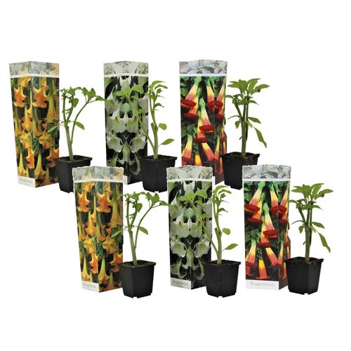 7428479698383 - Plant in a Box - Engelstrompete - 6 Stk - Brugmansia - Höhe 25-40cm - Topf 9cm 7428479698383 - Plant in a Box - Engelstrompete - 6 Stk - Brugmansia - Höhe 25-40cm - Topf 9cm