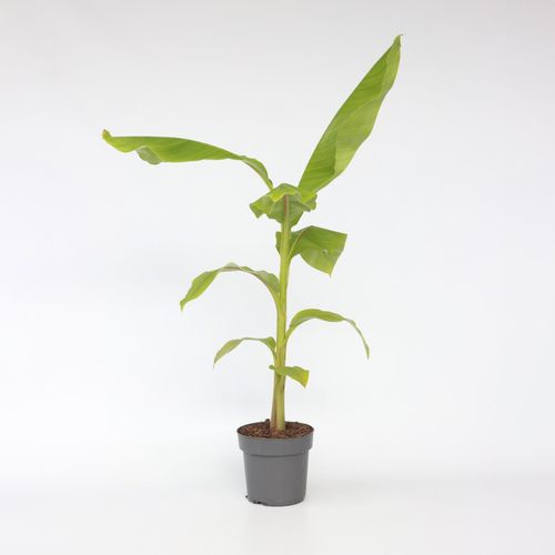 6097226477499 - Plant in a Box - Bananenpflanze - Musa basjoo - Höhe 55-70cm - Topf 21cm