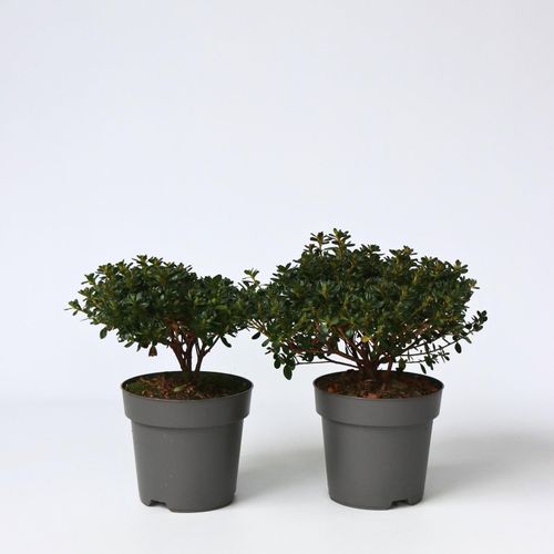 7442924137173 - Plant in a Box - Azalee - 2 Stk - Rhododendron azalea Anouk - Höhe 25-40cm - Topf 17cm 7442924137173 - Plant in a Box - Azalee - 2 Stk - Rhododendron azalea Anouk - Höhe 25-40cm - Topf 17cm