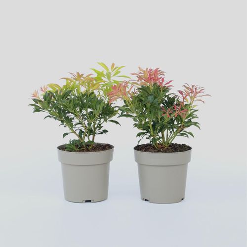 7428470672665 - Plant in a Box - Schattenglöckchen - 4 Stk - Pieris Forest Flame - Höhe 25-40cm - Topf 17cm 7428470672665 - Plant in a Box - Schattenglöckchen - 4 Stk - Pieris Forest Flame - Höhe 25-40cm - Topf 17cm