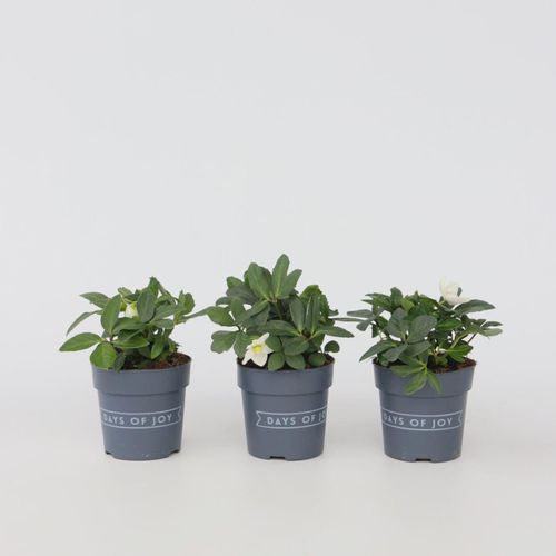 7428476502096 - Plant in a Box - Christrosen - 6 Stk - Helleborus niger Mont Blanc - Höhe 20-30cm - Topf 12cm