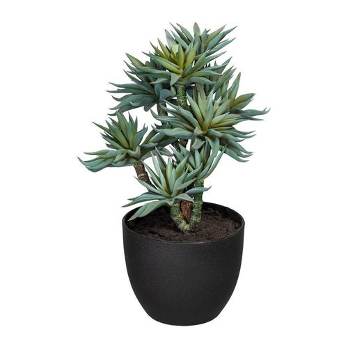4064118844105 - P & B Sukkulenten Grün Kunststoff 30 cm inkl Topf Dekoration Blumen & Zubehör Kunstpflanzen 4064118844105 - P & B Sukkulenten Grün Kunststoff 30 cm inkl Topf Dekoration Blumen & Zubehör Kunstpflanzen