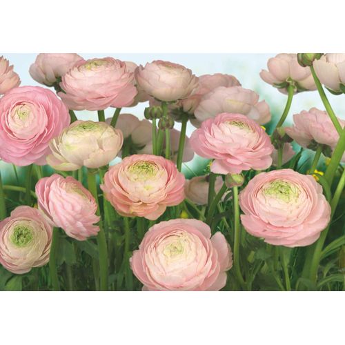 4036834088941 - KOMAR Fototapete Gentle Rosé Tapeten ausgezeichnet lichtbeständig Gr B L 368 m x 254 m Rollen 8 St rosa (rosa grün) Fototapeten Blumen Tapeten