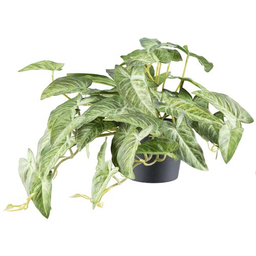 4064118242567 - Kunstpflanze CREATIV GREEN Alocasia grün (grüncreme) H40cm Ø24cm Kunststoff Kunstpflanzen mit naturgetreuem Blattwerk