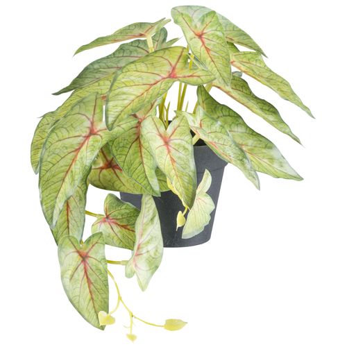 4064118242512 - Kunstpflanze CREATIV GREEN Grünpflanzen grün B30cm H18cm Kunststoff Kunstpflanzen mit verschiedenen Ausführungen im Set
