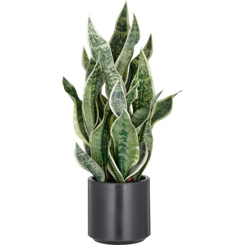 4064118326397 - Kunstpflanze CREATIV GREEN grün (hellgrün) H66cm Kunststoff Kunstpflanzen im eleganten Pflanzgefäß 4064118326397 - Kunstpflanze CREATIV GREEN grün (hellgrün) H66cm Kunststoff Kunstpflanzen im eleganten Pflanzgefäß
