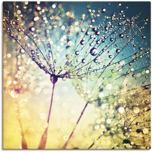 4059745194709 - Wandbild ARTLAND Pusteblume Zaubertropfen Bilder Gr B H 70 cm x 70 cm Leinwandbild Blumen 1 St bunt Bild Kunstdruck Metallbild Metallbilder Bilder als Alubild Leinwandbild Wandaufkleber oder Poster in versch Größen 4059745194709 - Wandbild ARTLAND Pusteblume Zaubertropfen Bilder Gr B H 70 cm x 70 cm Leinwandbild Blumen 1 St bunt Bild Kunstdruck Metallbild Metallbilder Bilder als Alubild Leinwandbild Wandaufkleber oder Poster in versch Größen