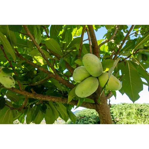 4251740124198 - Indianerbanane 180 cm Asimina triloba Sunflower Papau Pawpaw winterhart 4251740124198 - Indianerbanane 180 cm Asimina triloba Sunflower Papau Pawpaw winterhart