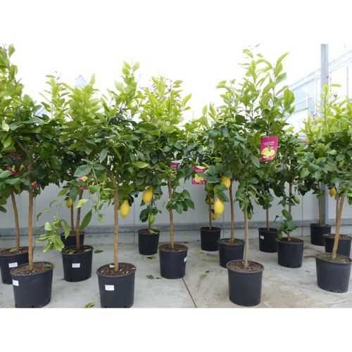 4251740109409 - Zitrus Zitronenbaum Zitrone Citrus Limon Limone 140 - 160 cm Zitruspflanze