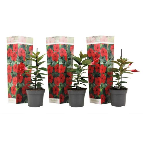 7428473741474 - Plant in a Box - Mandeville - 3 Stk - Dipladenia sanderii Rio Red - Höhe 25-40cm - Topf 9cm