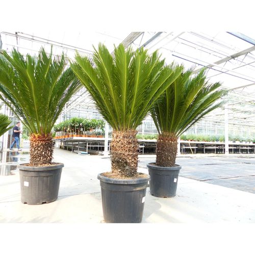 4251740124969 - Mega Palmfarn 140 - 160 cm Cycas Revoluta bis 90 cm Stammumfang Sagopalme Palme innen + außen
