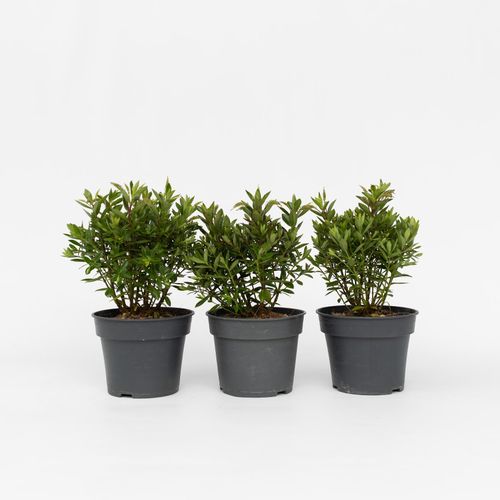 6097234527599 - Plant in a Box - Strauchveronika - 3 Stk - Hebe All Blooms Ranaia - Höhe 30-35cm - Topf 13cm
