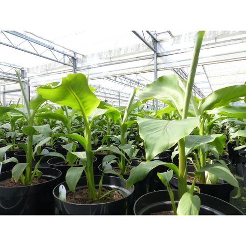 4251740124785 - 2 Stück Bananenstaude Musa Basjoo 60 - 80 cm winterhart Staude japanische Faserbanane 4251740124785 - 2 Stück Bananenstaude Musa Basjoo 60 - 80 cm winterhart Staude japanische Faserbanane