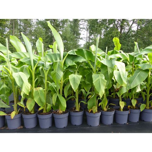 4251740124822 - Bananenstaude Banane Musa Basjoo 120 - 150 cm winterhart Staude japanische Faserbanane 4251740124822 - Bananenstaude Banane Musa Basjoo 120 - 150 cm winterhart Staude japanische Faserbanane