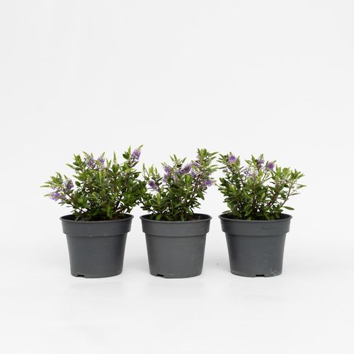 6097229154120 - Plant in a Box - Strauchveronika - 3 Stk - Hebe All Blooms Siara - Höhe 30-35cm - Topf 13cm